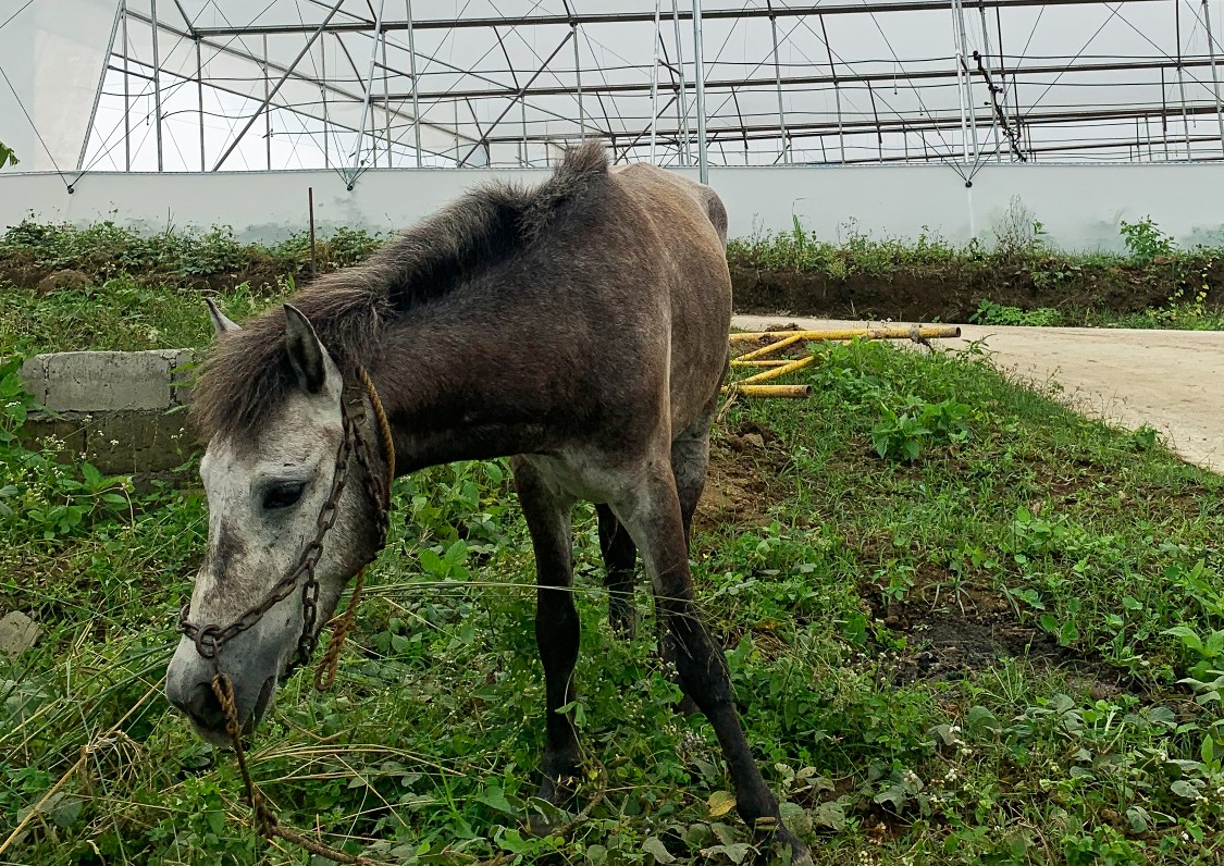 Donkey