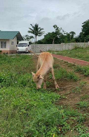 Cow Grazing